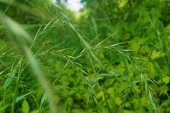 Elymus tsukushiensis