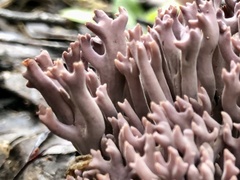 Ramaria fennica