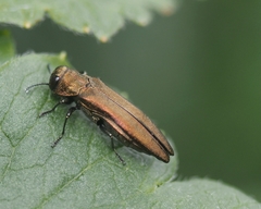 Agrilus ribesi