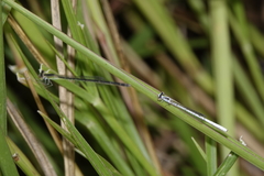 Agriocnemis argentea