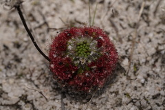 Drosera micrantha