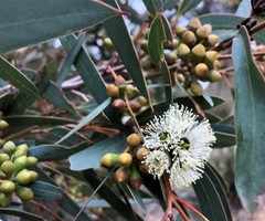 Eucalyptus diversifolia