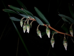 Conostephium pendulum
