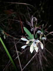 Conostephium pendulum