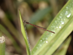 Agriocnemis argentea