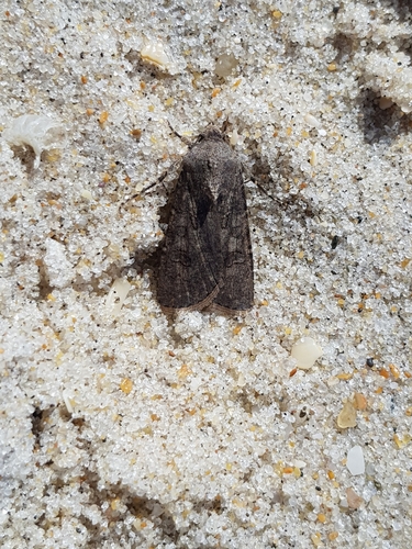 photo of Turnip Moth (Agrotis segetum)