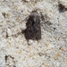 photo of Turnip Moth (Agrotis segetum)