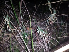 Conostephium pendulum