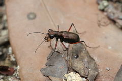 Heptodonta posticalis