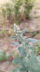 Chenopodium album