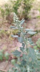Chenopodium album
