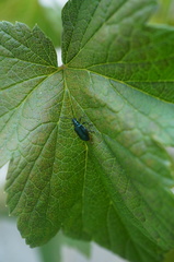 Lema concinnipennis