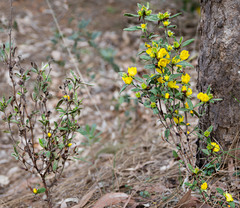 Hibbertia ovata