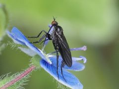 Empis pennipes