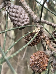 Allocasuarina fraseriana