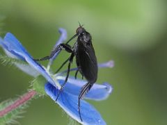 Empis pennipes