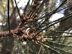 Allocasuarina fraseriana