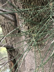 Allocasuarina fraseriana