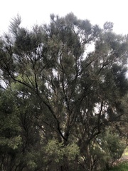 Allocasuarina fraseriana