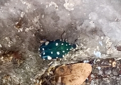 Protaetia alboguttata