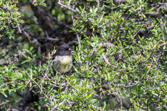 Petroica macrocephala