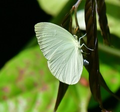 Gandaca harina distanti