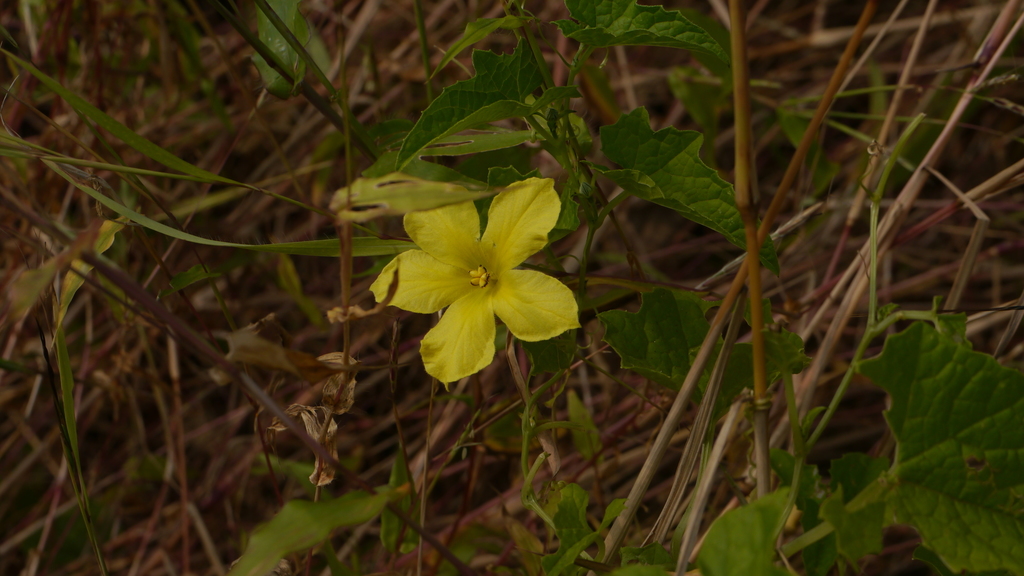 Momordica dioica, Sondai Fort, Sondewadi, Maharashtra