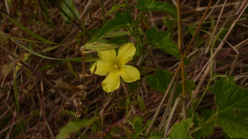 Momordica dioica