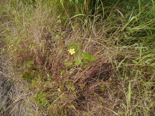 Momordica dioica