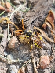 Nomada succincta