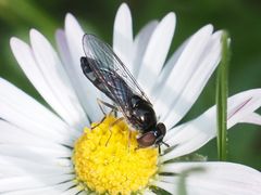 Platycheirus albimanus