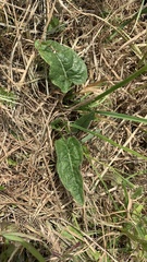 Bistorta officinalis