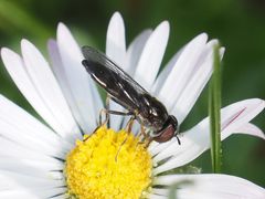 Platycheirus albimanus