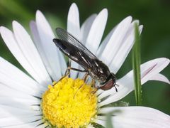 Platycheirus albimanus