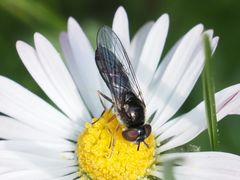 Platycheirus albimanus