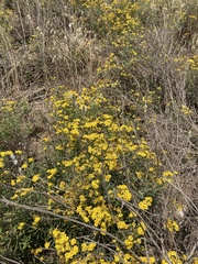 Senecio pterophorus