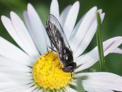 Platycheirus albimanus