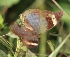 Bebearia sophus aruunda