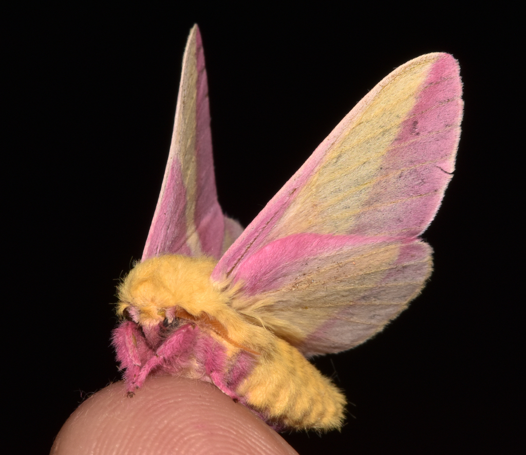 Rosy Maple Moth (Dryocampa rubicunda) portrait R9936 Marti…