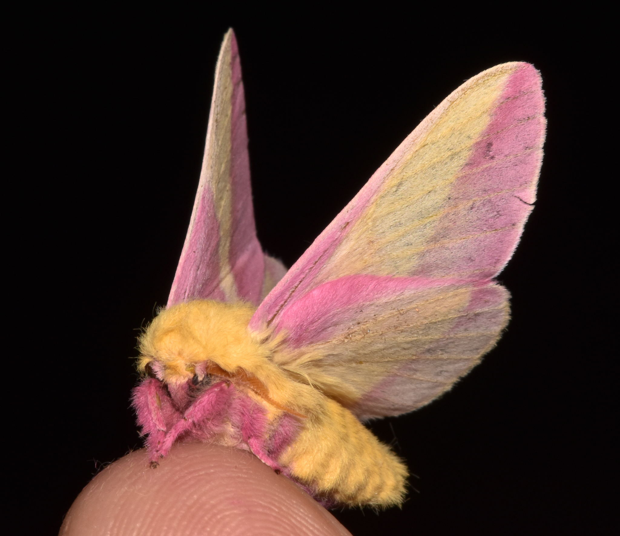 Rosy Maple Moth (Dryocampa rubicunda) · iNaturalist