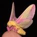 Rosy Maple Moth - Photo (c) Emily L. Stanley, some rights reserved (CC BY-NC), uploaded by Emily L. Stanley