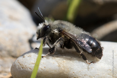 Anthophora aestivalis