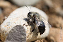 Anthophora aestivalis