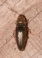 Cardiophorus convexus
