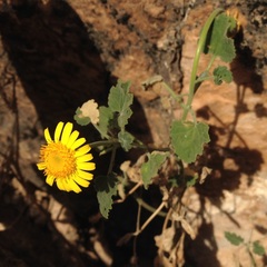 Perityle leptoglossa