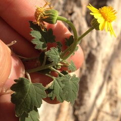 Perityle leptoglossa