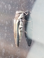 Agrilus bilineatus
