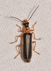 Podabrus brunnicollis