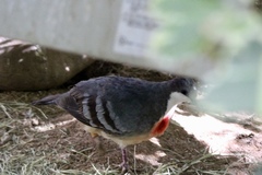 Gallicolumba luzonica