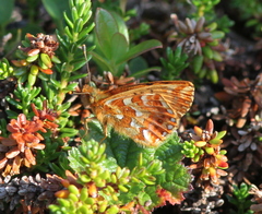 Boloria napaea